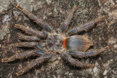 Dolichothele diamantinensis