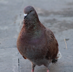 Columba livia