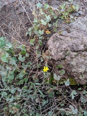 Asteraceae