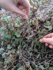 Asteraceae