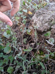 Asteraceae
