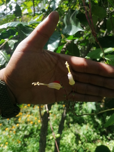 Ipomoea lobata