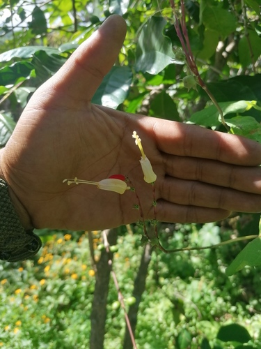Ipomoea lobata
