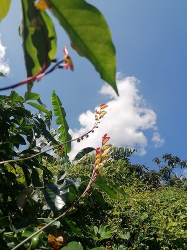 Ipomoea lobata