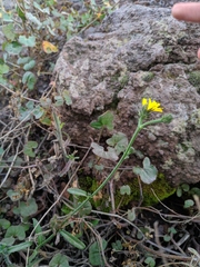 Asteraceae