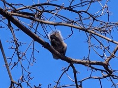 Sciurus carolinensis