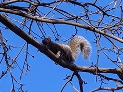 Sciurus carolinensis