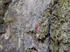 Neosteingelia texana