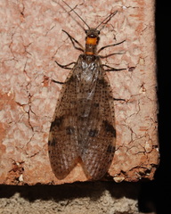 Archichauliodes guttiferus