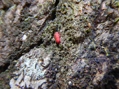 Neosteingelia texana