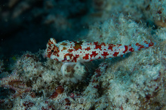 Synchiropus stellatus