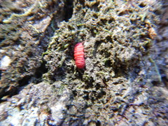 Neosteingelia texana