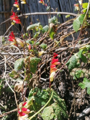 Ipomoea lobata