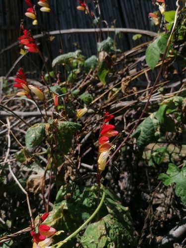 Ipomoea lobata