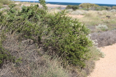 Acacia wiseana