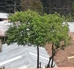Magnoliopsida