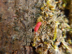 Neosteingelia texana