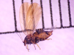 Psyllinae