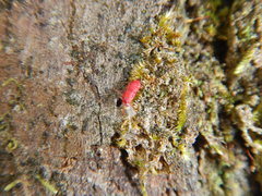 Neosteingelia texana