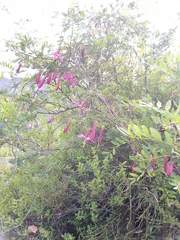 Passiflora gracilens