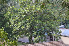 Artocarpus