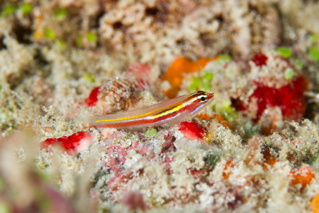 Yellow and Whitestriped Pygmygoby