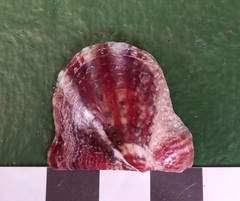 Electroma papilionacea