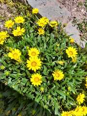 Gazania