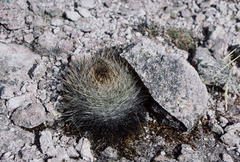 Matucana haynii