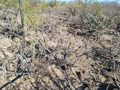 Cylindropuntia molesta