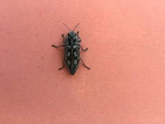 Chalcophora virginiensis