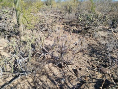 Cylindropuntia molesta