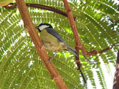 Cyanistes teneriffae