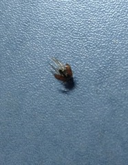 Coleoptera