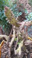 Magnoliopsida