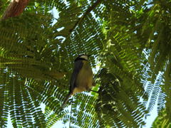 Cyanistes teneriffae