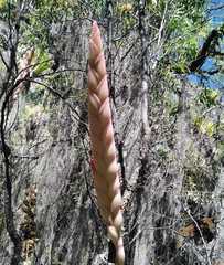 Tillandsia walteri