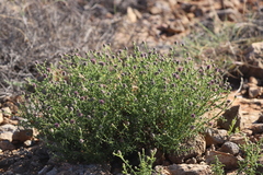 Pterocaulon sphaeranthoides