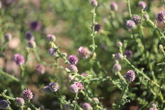 Pterocaulon sphaeranthoides