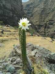 Trichocereus cuzcoensis