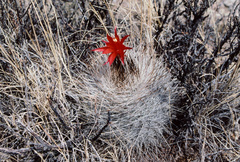 Matucana haynii hystrix