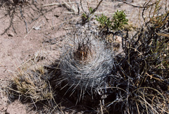 Matucana haynii hystrix