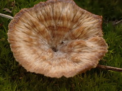 Cotylidia undulata