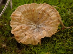 Cotylidia undulata