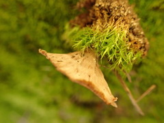 Cotylidia undulata