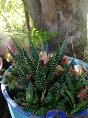 × Gasteraloe