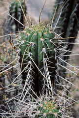 Trichocereus cuzcoensis