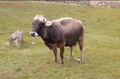 Bos
