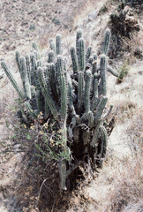 Trichocereus cuzcoensis