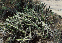 Corryocactus quadrangularis
